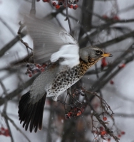 Turdus pilaris_2